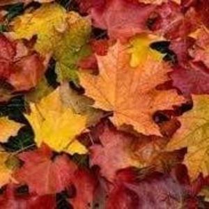 Meet your Posher, Kelley williams